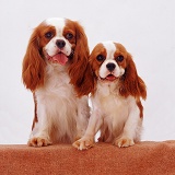 Cavalier King Charles Spaniel bitch and pup