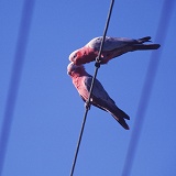 Galahs on a wire