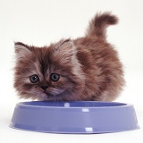Fluffy kitten and bowl