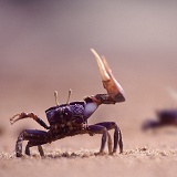 Fiddler crab displaying