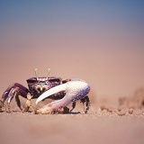 Fiddler crab male feeding