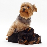 Yorkie mother and pups