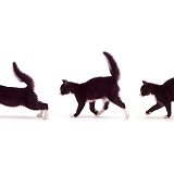 Bushy-tailed kitten multiple
