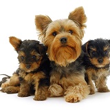 Yorkie and pups