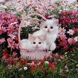 Kittens in a basket among flowers