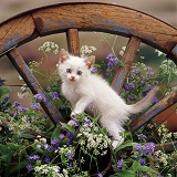 Kitten on old wagon wheel