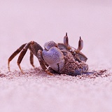 Sand Crab excavating burrow