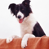 Border Collie with paws up