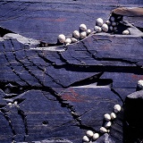 Slate rock with limpets