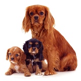 Cavalier King Charles Spaniel mother and pups