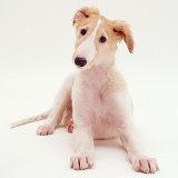 Borzoi pup