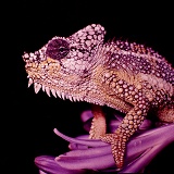 High-casqued Chameleon portrait