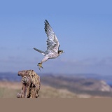 Hybrid falcon taking off