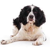 English Springer Spaniel lying with head up