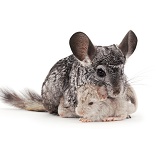 Chinchillas