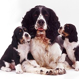 English Springer Spaniel mother and pups