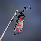 Six-spot Burnet moth