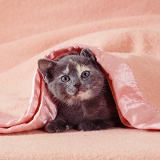 Kitten under a blanket