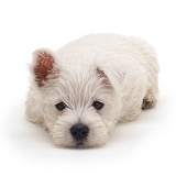Westie pup with chin on the floor