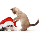Kittens with Santa hat