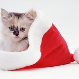 Kitten in a Father Christmas hat