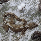 Gliding Gecko with eggs