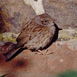 Hedge Sparrow fluffed