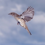 Hedge Sparrow in flight