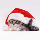 Kitten in a Santa hat