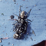 Zebra spiders courting pair