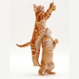 Playful ginger kittens