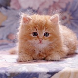 Fluffy ginger female kitten