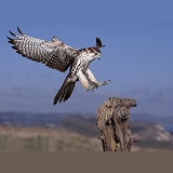 Saker Falcon alighting