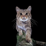 Scottish Wild Cat