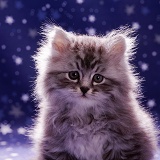 Fluffy silver tabby kitten