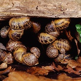Hibernating Garden Snails