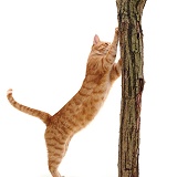 Ginger cat scratching a post