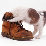Jack Russell pup inspecting a shoe