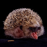 Hedgehog yawning