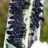 Black aphids on broad bean