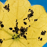 Black aphids on a nasturtium leaf
