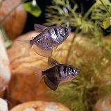 Black Tetras