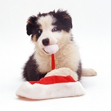 Border Collie pup playing with Santa hat
