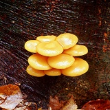 Sulphur tuft fungi