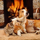 Dog and cats by the fire