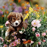 Border Collie pup with flowers