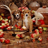 Border Collie pups with trug and apples