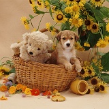 Border Collie pup in basket with teddy