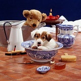 Border Collie pup in bathroom bowl