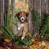 Border Collie pup looking through a fence